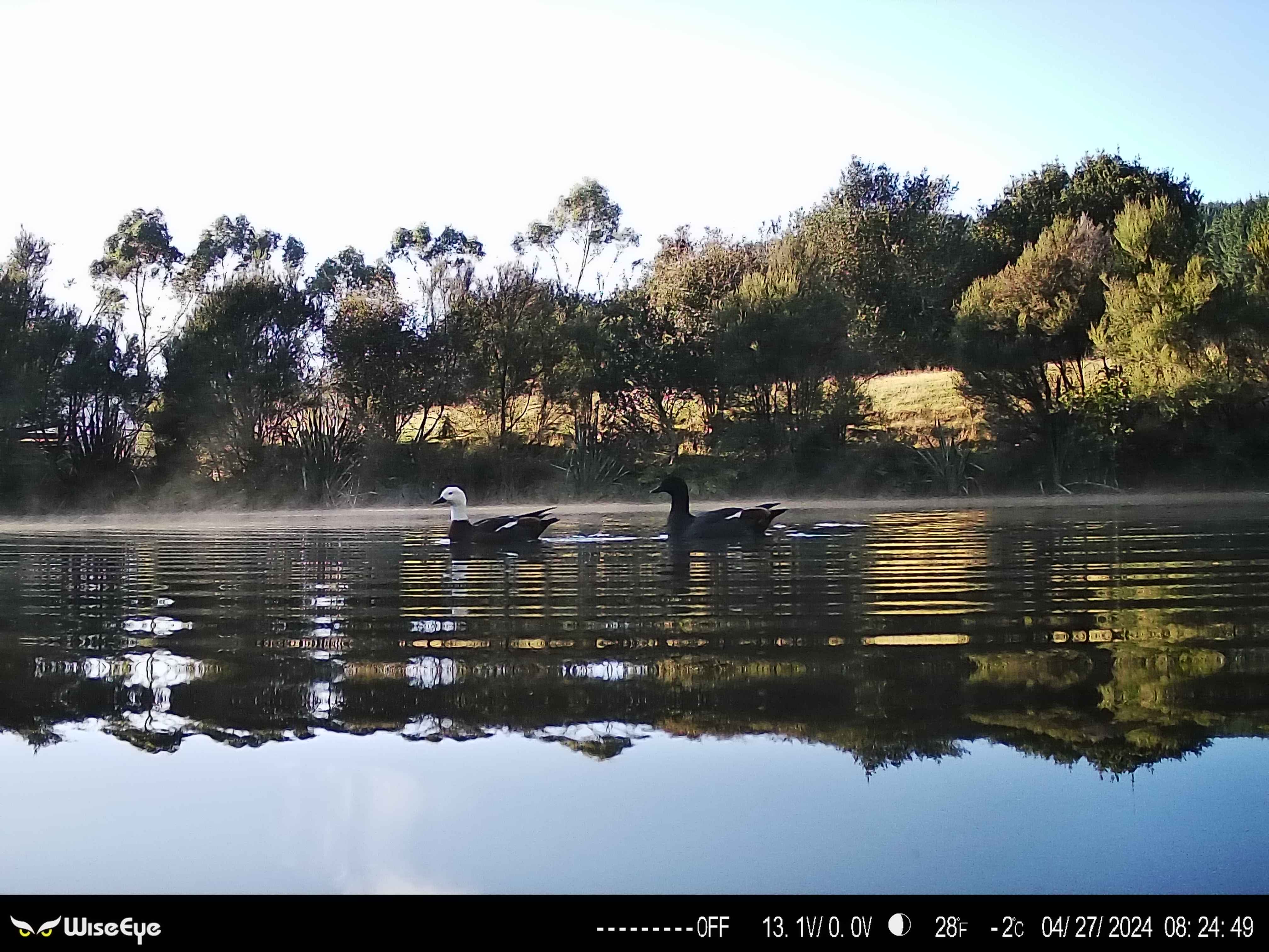 New Zealand Paradise Ducks, North Island captured on the WiseEye Data Cam