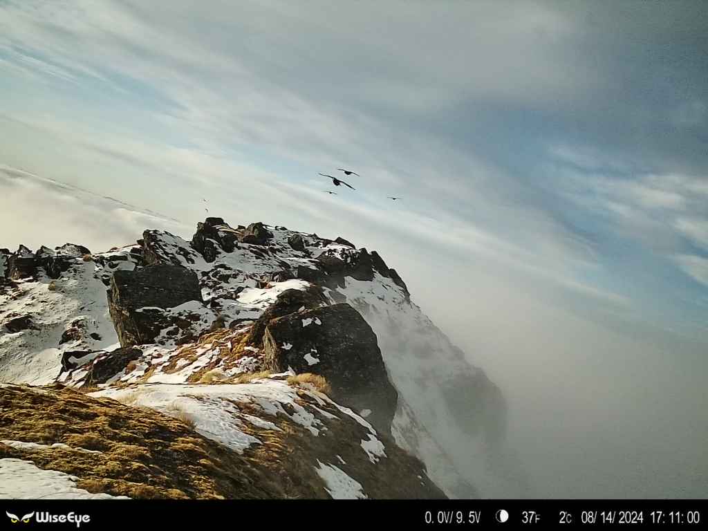 A 'circus of Kea' heading towards the WiseEye 4G trail camera in the South Island, New Zealand