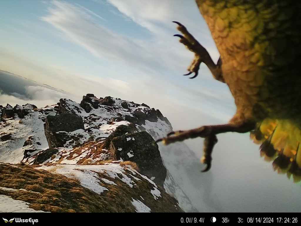 A New Zealand Kea captured on the WiseEye Data Cam in the South Island.