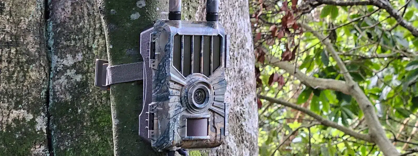 trail cameras nz datacam on tree