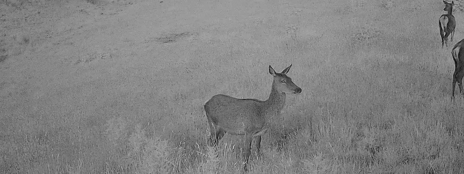 trail cameras nz red deer hind