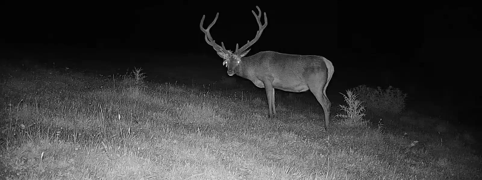 trail cameras nz red deer stag 1